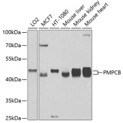 Western blot analysis of various lysates using PMPCB Antibody at 1/1000 dilution. Secondary antibody: HRP-conjugated Goat anti-Rabbit IgG (H+L) at 1/10000 dilution. Lysates/proteins: 25 µg per lane. Blocking buffer: 3% nonfat dry milk in TBST. Exposure time: 90s.