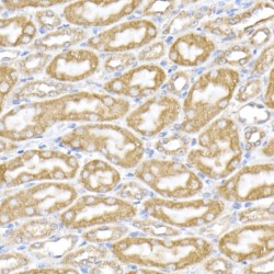 Protein Disulfide-Isomerase A4 (PDIA4) Antibody