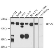 Western blot analysis of various lysates using eIF4A3 Antibody at 1/1000 dilution. Secondary antibody: HRP-conjugated Goat anti-Rabbit IgG (H+L) at 1/10000 dilution. Lysates/proteins: 25 µg per lane. Blocking buffer: 3% nonfat dry milk in TBST. Exposure time: 10s.
