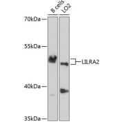 Western blot analysis of various lysates using LILRA2 Antibody at 1/1000 dilution. Secondary antibody: HRP-conjugated Goat anti-Rabbit IgG (H+L) at 1/10000 dilution. Lysates/proteins: 25 µg per lane. Blocking buffer: 3% nonfat dry milk in TBST. Exposure time: 30s.