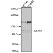 abx003411