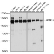 Western blot analysis of various lysates using OSBPL3 Antibody at 1/1000 dilution. Secondary antibody: HRP-conjugated Goat anti-Rabbit IgG (H+L) at 1/10000 dilution. Lysates/proteins: 25 µg per lane. Blocking buffer: 3% nonfat dry milk in TBST. Detection: ECL Basic Kit (RM00020). Exposure time: 1s.