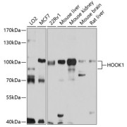 Western blot analysis of various lysates using HOOK1 Antibody at 1/1000 dilution. Secondary antibody: HRP-conjugated Goat anti-Rabbit IgG (H+L) at 1/10000 dilution. Lysates/proteins: 25 µg per lane. Blocking buffer: 3% nonfat dry milk in TBST. Exposure time: 5s.