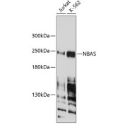 abx003586