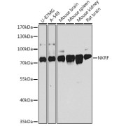 abx003678