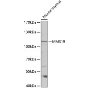 Western blot analysis of lysates from mouse thymus, using MMS19 Antibody at 1/1000 dilution. Secondary antibody: HRP-conjugated Goat anti-Rabbit IgG (H+L) at 1/10000 dilution. Lysates/proteins: 25 µg per lane. Blocking buffer: 3% nonfat dry milk in TBST. Exposure time: 60s.