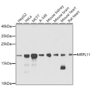 Western blot analysis of various lysates using MRPL11 Antibody at 1/1000 dilution. Secondary antibody: HRP-conjugated Goat anti-Rabbit IgG (H+L) at 1/10000 dilution. Lysates/proteins: 25 µg per lane. Blocking buffer: 3% nonfat dry milk in TBST. Exposure time: 40s.