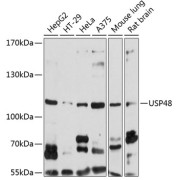 Western blot analysis of various lysates using USP48 Antibody at 1/1000 dilution. Secondary antibody: HRP-conjugated Goat anti-Rabbit IgG (H+L) at 1/10000 dilution. Lysates/proteins: 25 µg per lane. Blocking buffer: 3% nonfat dry milk in TBST. Exposure time: 10s.