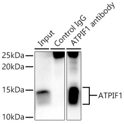 ATPase Inhibitor, Mitochondrial (ATPIF1) Antibody