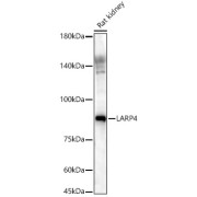Western blot analysis of lysates from Rat kidney, using LARP4 Antibody at 1/900 dilution. Secondary antibody: HRP-conjugated Goat anti-Rabbit IgG (H+L) at 1/10000 dilution. Lysates/proteins: 25 µg per lane. Blocking buffer: 3% nonfat dry milk in TBST. Exposure time: 60s.