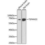 Western blot analysis of various lysates using TSPAN33 Antibody at 1/1000 dilution. Secondary antibody: HRP-conjugated Goat anti-Rabbit IgG (H+L) at 1/10000 dilution. Lysates/proteins: 25 µg per lane. Blocking buffer: 3% nonfat dry milk in TBST. Exposure time: 90s.
