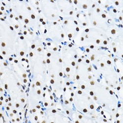 Non POU Domain Containing Octamer Binding Protein (NONO) Antibody
