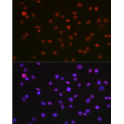Non POU Domain Containing Octamer Binding Protein (NONO) Antibody