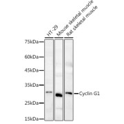 Western blot analysis of various lysates using Cyclin G1 Antibody at 1/1000 dilution. Secondary antibody: HRP-conjugated Goat anti-Rabbit IgG (H+L) at 1/10000 dilution. Lysates/proteins: 25 µg per lane. Blocking buffer: 3% nonfat dry milk in TBST. Exposure time: 180s.
