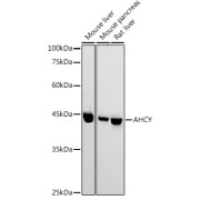 Western blot analysis of various lysates using AHCY Antibody at 1/1000 dilution. Secondary antibody: HRP-conjugated Goat anti-Rabbit IgG (H+L) at 1/10000 dilution. Lysates/proteins: 25 µg per lane. Blocking buffer: 3% nonfat dry milk in TBST. Exposure time: 180s.