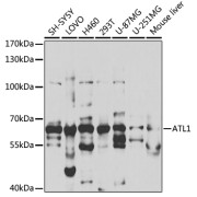 Western blot analysis of various lysates using ATL1 Antibody at 1/1000 dilution. Secondary antibody: HRP-conjugated Goat anti-Rabbit IgG (H+L) at 1/10000 dilution. Lysates/proteins: 25 µg per lane. Blocking buffer: 3% nonfat dry milk in TBST. Exposure time: 180s.