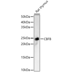 Core-Binding Factor Subunit Beta (CBFB) Antibody
