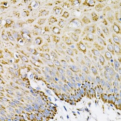 Ephrin A1 (EFNA1) Antibody
