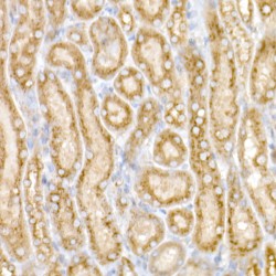 Golgin A2 (GOLGA2) Antibody