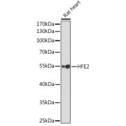 abx004090