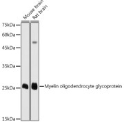abx004094