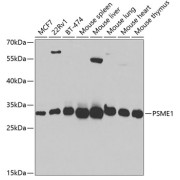 Western blot analysis of various lysates using PSME1 Antibody at 1/1000 dilution. Secondary antibody: HRP-conjugated Goat anti-Rabbit IgG (H+L) at 1/10000 dilution. Lysates/proteins: 25 µg per lane. Blocking buffer: 3% nonfat dry milk in TBST. Exposure time: 30s.