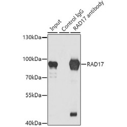 RAD17 Checkpoint Clamp Loader Component (RAD17) Antibody