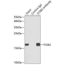 Transcription Elongation Factor B Subunit 2 (TCEB2) Antibody