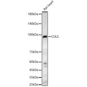 Western blot analysis of lysates from Rat heart, using CUL5 Antibody at 1/2000 dilution. Secondary antibody: HRP-conjugated Goat anti-Rabbit IgG (H+L) at 1/10000 dilution. Lysates/proteins: 25 µg per lane. Blocking buffer: 3% nonfat dry milk in TBST. Exposure time: 180s.