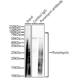 Acyl-CoA-Binding Protein (DBI) Antibody
