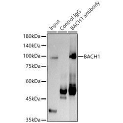 BTB And CNC Homolog 1 (BACH1) Antibody