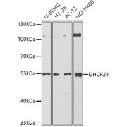 Western blot analysis of various lysates using DHCR24 Antibody at 1/1000 dilution. Secondary antibody: HRP-conjugated Goat anti-Rabbit IgG (H+L) at 1/10000 dilution. Lysates/proteins: 25 µg per lane. Blocking buffer: 3% nonfat dry milk in TBST. Exposure time: 180s.