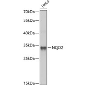 Western blot analysis of lysates from HeLa cells, using NQO2 Antibody at 1/1000 dilution. Secondary antibody: HRP-conjugated Goat anti-Rabbit IgG (H+L) at 1/10000 dilution. Lysates/proteins: 25 µg per lane. Blocking buffer: 3% nonfat dry milk in TBST. Exposure time: 90s.