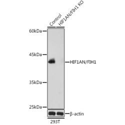Hypoxia Inducible Factor 1 Alpha Inhibitor (HIF1AN) Antibody