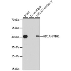 Hypoxia Inducible Factor 1 Alpha Inhibitor (HIF1AN) Antibody