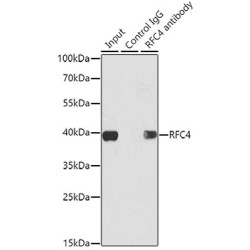 Replication Factor C Subunit 4 (RFC4) Antibody