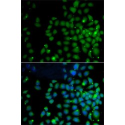 Ubiquitin D (UBD) Antibody