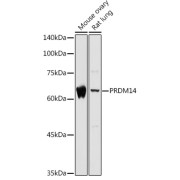 abx004243