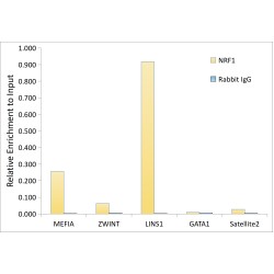 Nuclear Factor Erythroid 2-Related Factor 1 (NFE2L1) Antibody