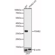 Western blot analysis of lysates from wild type(WT) and PSME2 knockout (KO) 293T(KO) cells, using [KO Validated] PSME2 Antibody at 1/1000 dilution. Secondary antibody: HRP-conjugated Goat anti-Rabbit IgG (H+L) at 1/10000 dilution. Lysates/proteins: 25 µg per lane. Blocking buffer: 3% nonfat dry milk in TBST. Exposure time: 1s.