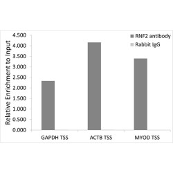 Ring Finger Protein 2 (RNF2) Antibody
