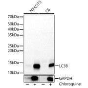 Western blot analysis of various lysates, using LC3B Antibody at 1/2000 dilution. NIH/3T3 and C6 were treated by Chloroquine (50 µM) at 37 °C for 20 hours. Secondary antibody: HRP-conjugated Goat anti-Rabbit IgG (H+L) at 1/10000 dilution. Lysates/proteins: 25 µg per lane. Blocking buffer: 3% nonfat dry milk in TBST. Exposure time: 20s.