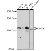 abx004307