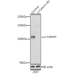 Catenin Alpha 1 (CTNNA1) Antibody
