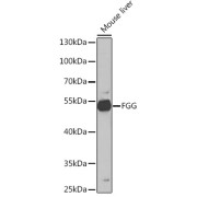 Western blot analysis of lysates from Mouse liver, using FGG Antibody at 1/1000 dilution. Secondary antibody: HRP-conjugated Goat anti-Rabbit IgG (H+L) at 1/10000 dilution. Lysates/proteins: 25 µg per lane. Blocking buffer: 3% nonfat dry milk in TBST.