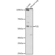 Western blot analysis of various lysates using at 1/1000 dilution. Secondary antibody: HRP-conjugated Goat anti-Rabbit IgG (H+L) at 1/10000 dilution. Lysates/proteins: 25 µg per lane. Blocking buffer: 3% nonfat dry milk in TBST. Exposure time: 30s.