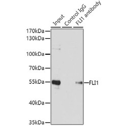 Friend Leukemia Virus Integration 1 (FLI1) Antibody