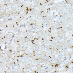 Neprilysin / NEP (MME) Antibody
