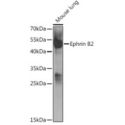 Western blot analysis of lysates from mouse lung, using Ephrin B2 Antibody at 1/1000 dilution. Secondary antibody: HRP-conjugated Goat anti-Rabbit IgG (H+L) at 1/10000 dilution. Lysates/proteins: 25 µg per lane. Blocking buffer: 3% nonfat dry milk in TBST.