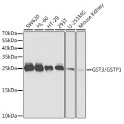 Western blot analysis of various lysates using GST3/GSTP1 Antibody at 1/1000 dilution. Secondary antibody: HRP-conjugated Goat anti-Rabbit IgG (H+L) at 1/10000 dilution. Lysates/proteins: 25 µg per lane. Blocking buffer: 3% nonfat dry milk in TBST. Exposure time: 5s.